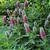 Trifolium rubens 'Mini Mouse'