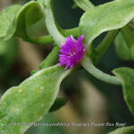 Aptenia cordifolia 'Magenta Purple Sun Rose' - IJskruid, Sodaplant