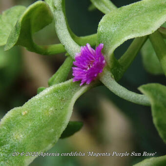 Aptenia cordifolia 'Magenta Purple Sun Rose'