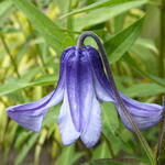 Clematis integrifolia 'Blue Ribbons' - Struikclematis - Clematis integrifolia 'Blue Ribbons'
