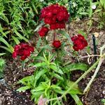 Dianthus barbatus 'BARBARINI Red' - Anjer