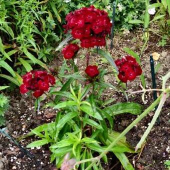 Dianthus barbatus 'BARBARINI Red'