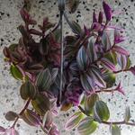 Tradescantia albiflora 'Nanouk' - Vaderplant
