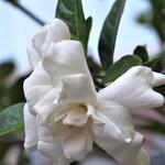 Gardenia jasminoides 'Double Diamonds' - Kaapse Jasmijn