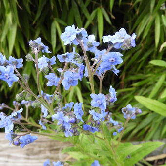 Cynoglossum amabile 'Blue Shower'