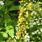 Verbascum blattaria - Mottenkruid