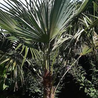 Trachycarpus sp. 'Manipur'