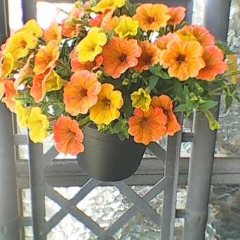 Petunia 'CASCADIAS Indian Summer'