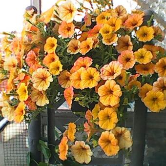 Petunia 'CASCADIAS Indian Summer'