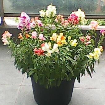 Antirrhinum majus