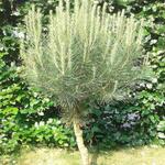 Pinus pinea - Parasolden