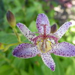 Tricyrtis formosana 'Purple Beauty' - Paddenlelie / armeluisorchidee
