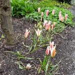 Tulipa clusiana var. stellata - Tulp