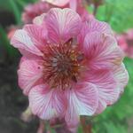 Nagelkruid - Geum 'TEMPO Rose'