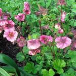 Geum 'TEMPO Rose' - Nagelkruid - Geum 'TEMPO Rose'