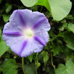Ipomoea purpurea 'Dacapo' - Blauwe winde / klimmende winde