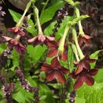Nicotiana x sanderae 'Crimson Bedder' - Siertabak