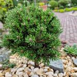 Pinus mugo 'Suncrest Broom' - Bergden