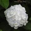 Hortensia - Hydrangea macrophylla 'Soeur Thérèse'