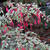 Fuchsia magellanica var. gracilis 'Versicolor'