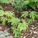 Begonia pedatifida - 