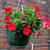 Mandevilla 'SUNDAVILLE Red'