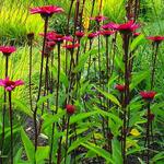Echinacea purpurea 'JS Stiletto' - Zonnehoed - Echinacea purpurea 'JS Stiletto'