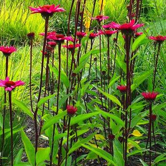 Echinacea purpurea 'JS Stiletto'
