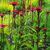 Echinacea purpurea 'JS Stiletto'