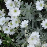 Cerastium tomentosum 'Silberteppich' - Viltige hoornbloem