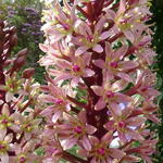 Eucomis comosa 'Sparkling Rosy' - Kuiflelie / ananasplant