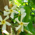 Trachelospermum asiaticum 'Mandaianum' - Aziatische sterjasmijn