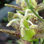 Tricyrtis latifolia - Paddenlelie / Armeluisorchidee