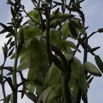Yucca gloriosa - Palmlelie - Yucca gloriosa