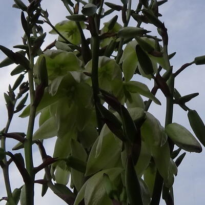 Yucca gloriosa - Palmlelie