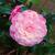 Camellia japonica 'Nuccio's Cameo'