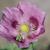 Papaver somniferum 'Single Lilac'