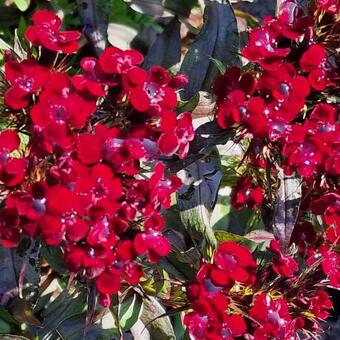 Dianthus gratianopolitanus 'Rubin'