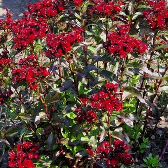 Dianthus gratianopolitanus 'Rubin'