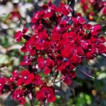 Dianthus gratianopolitanus 'Rubin' - Rotsanjer - Dianthus gratianopolitanus 'Rubin'