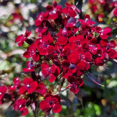 Rotsanjer - Dianthus gratianopolitanus 'Rubin'