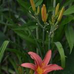 Hemerocallis fulva  - Daglelie