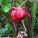 Sarracenia rubra - Vleesetende plant, trompetbekerplant