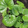 Farfugium japonicum 'Green Giant'