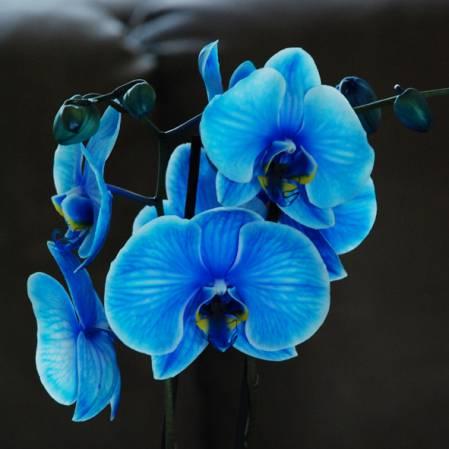 Bekritiseren speelgoed peper Blauwe orchidee