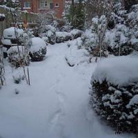 Winter in mijn tuin