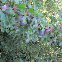 Fruitboom, Rijpende pruimen
