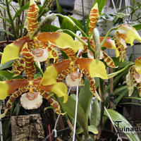Orchidee.  kas