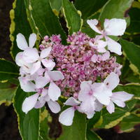 Hydrangea Hortensia