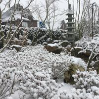 Japanse tuin - februari 2017